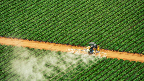 Wasp Removal Services in Shepherd, TX