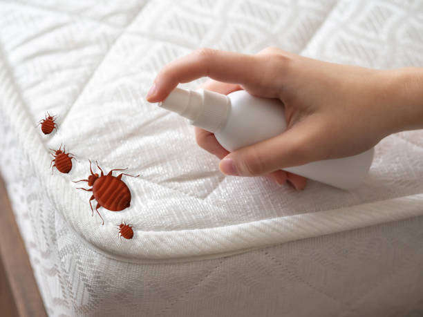Best Local Pest Control Services  in Shepherd, TX